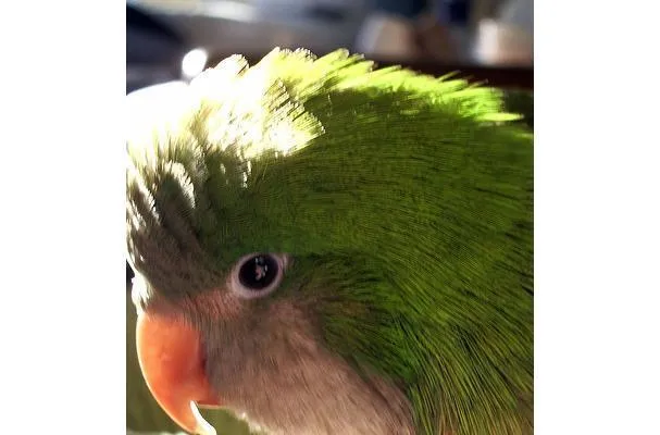 Syltede eller eddikesyltede ingefær